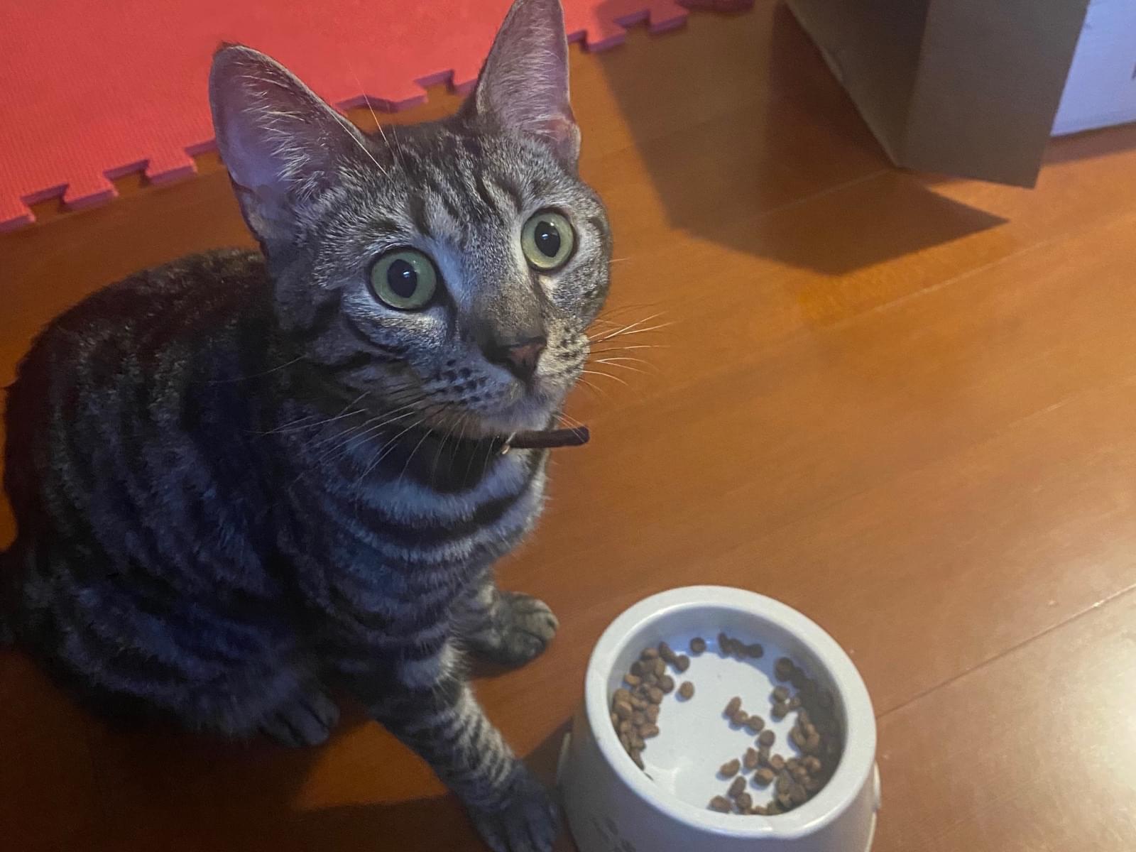 保護された猫 保護された猫