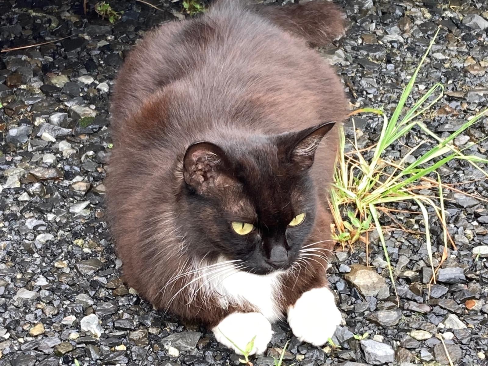 目撃された猫