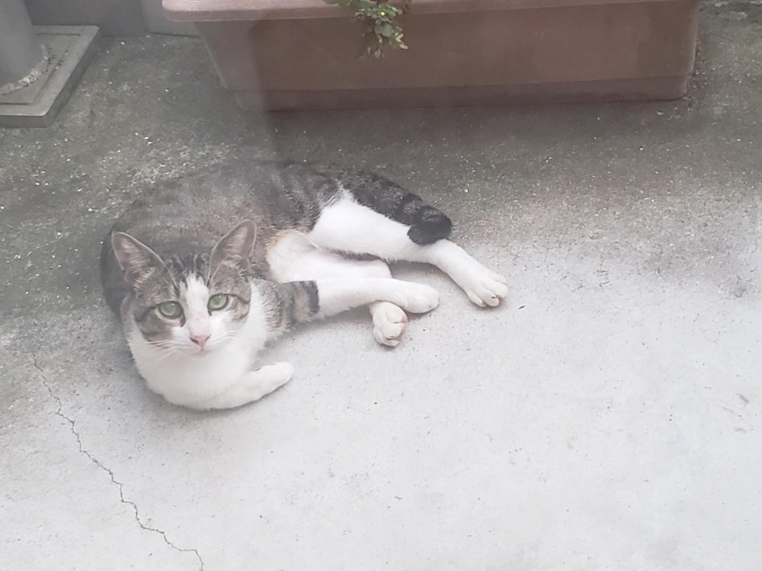 目撃された猫 目撃された猫