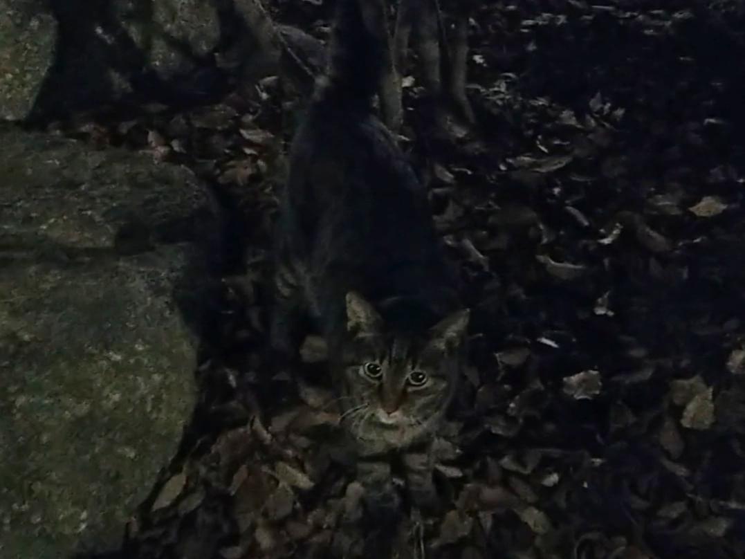 目撃された猫 目撃された猫