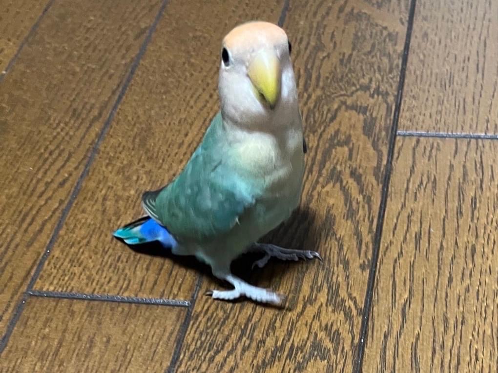 くいっとちゃん くいっとちゃん