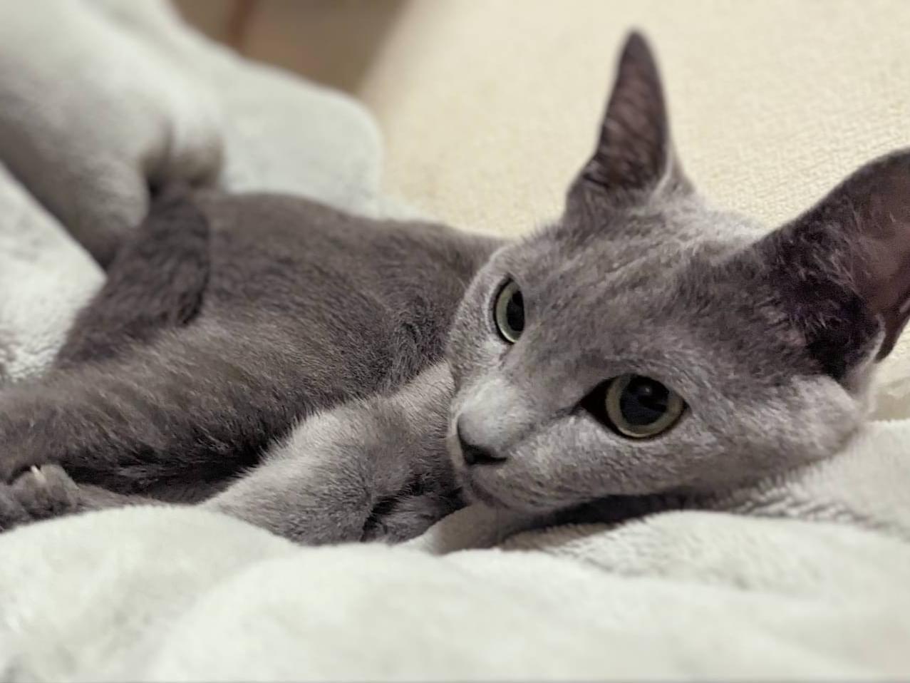 ラズちゃん ラズちゃん