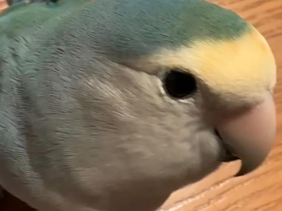 とりっぴーちゃん とりっぴーちゃん