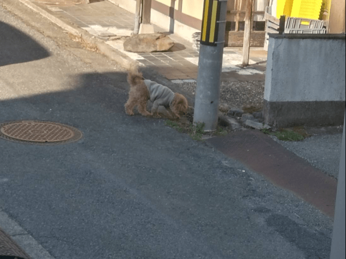 目撃された犬 目撃された犬
