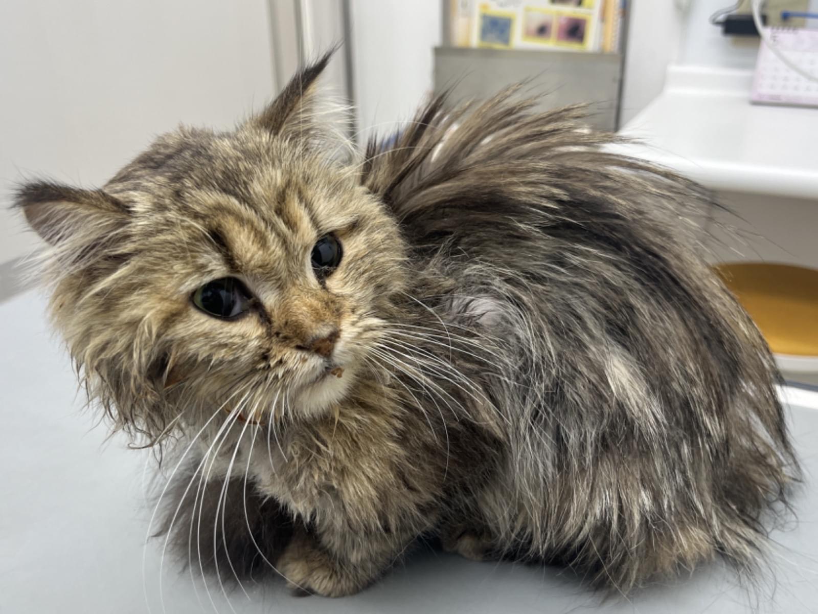 保護された猫 保護された猫