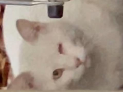 目撃された猫 目撃された猫