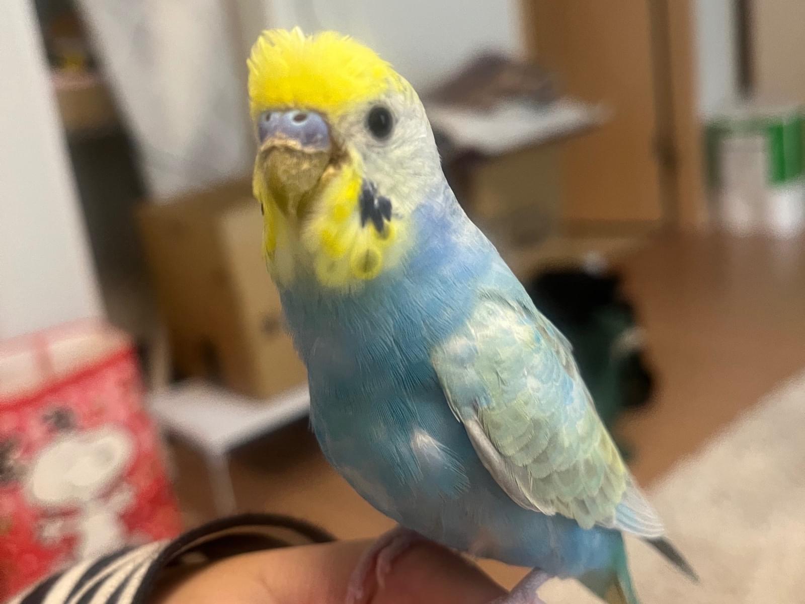 つきちゃん つきちゃん