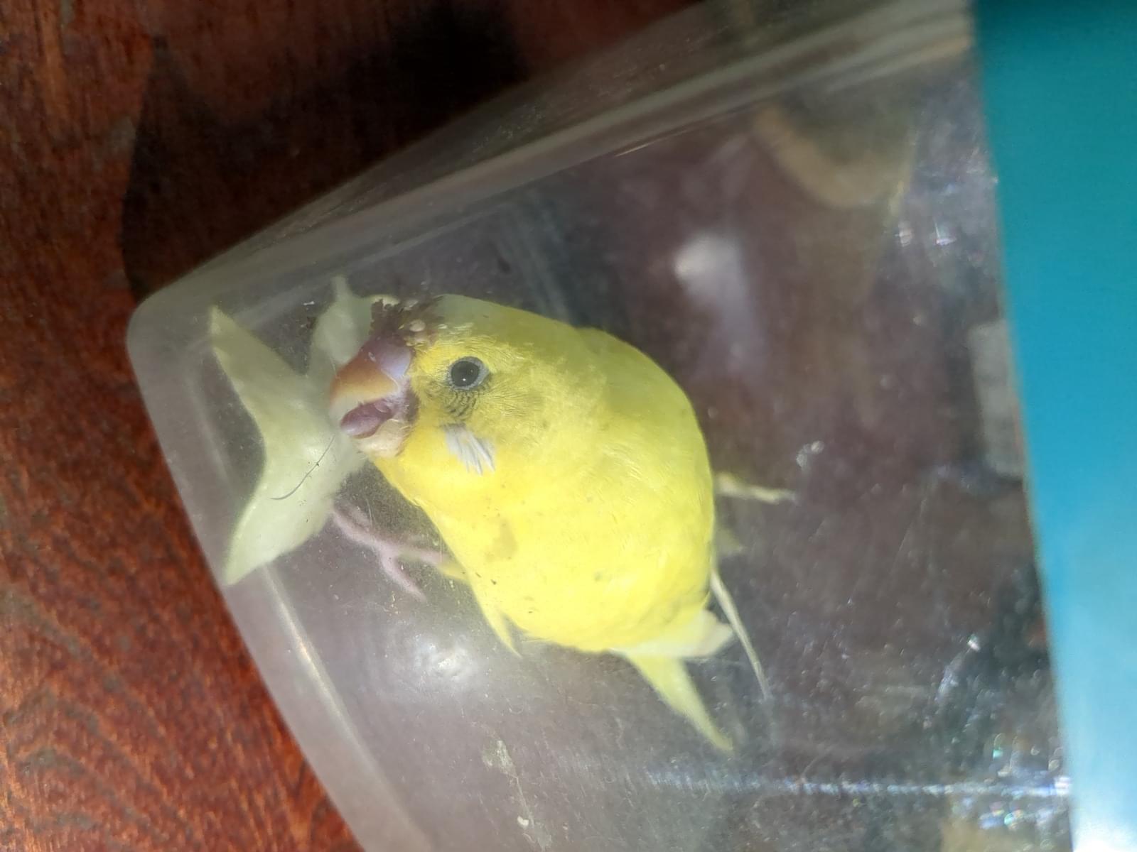 保護された鳥 保護された鳥