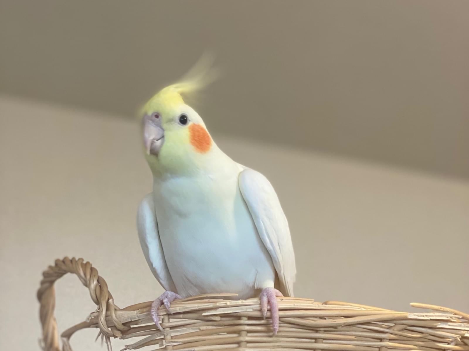 ルンちゃん ルンちゃん