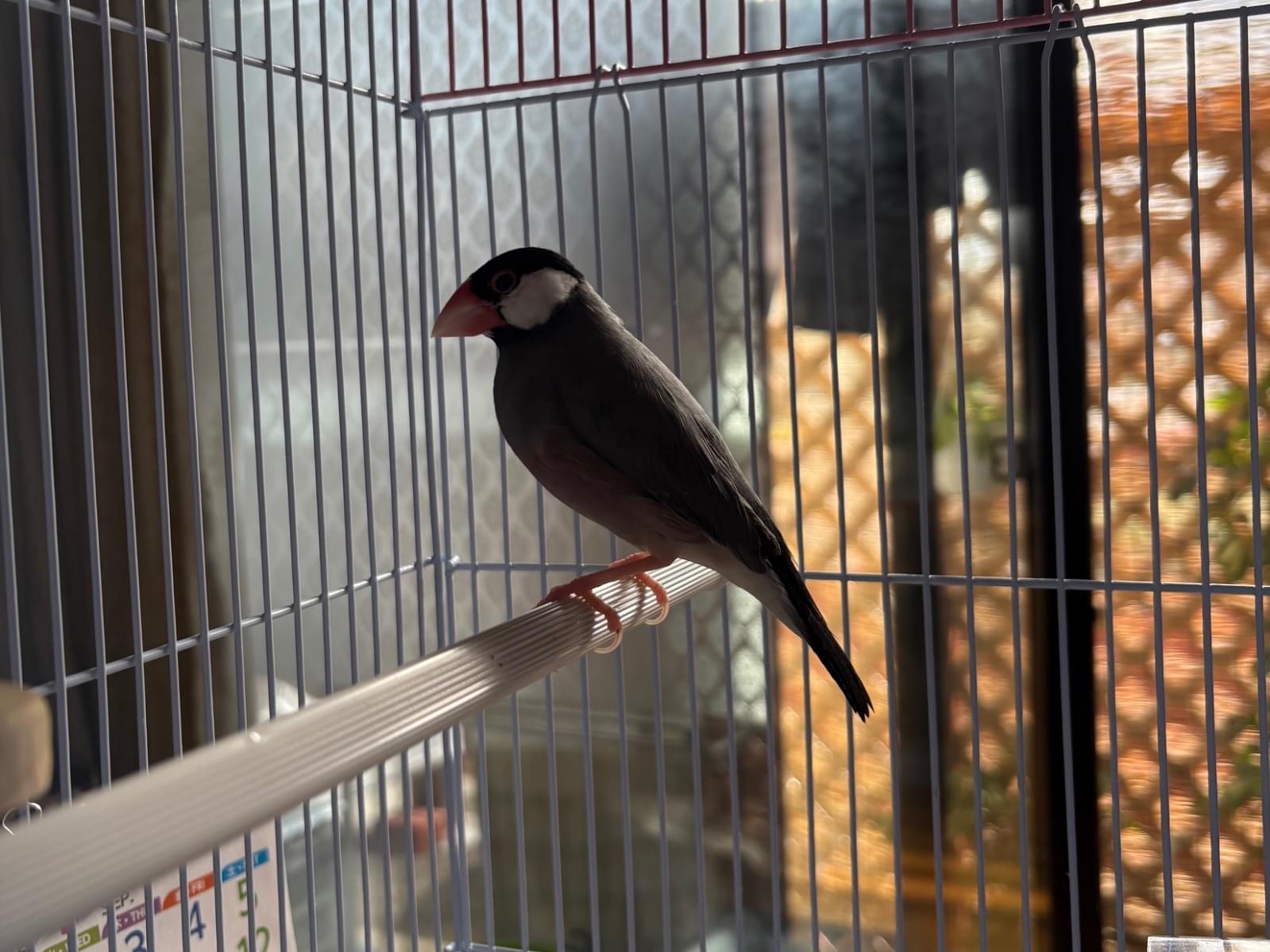 保護された鳥 保護された鳥