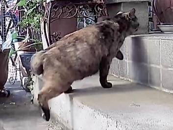 保護された猫 保護された猫