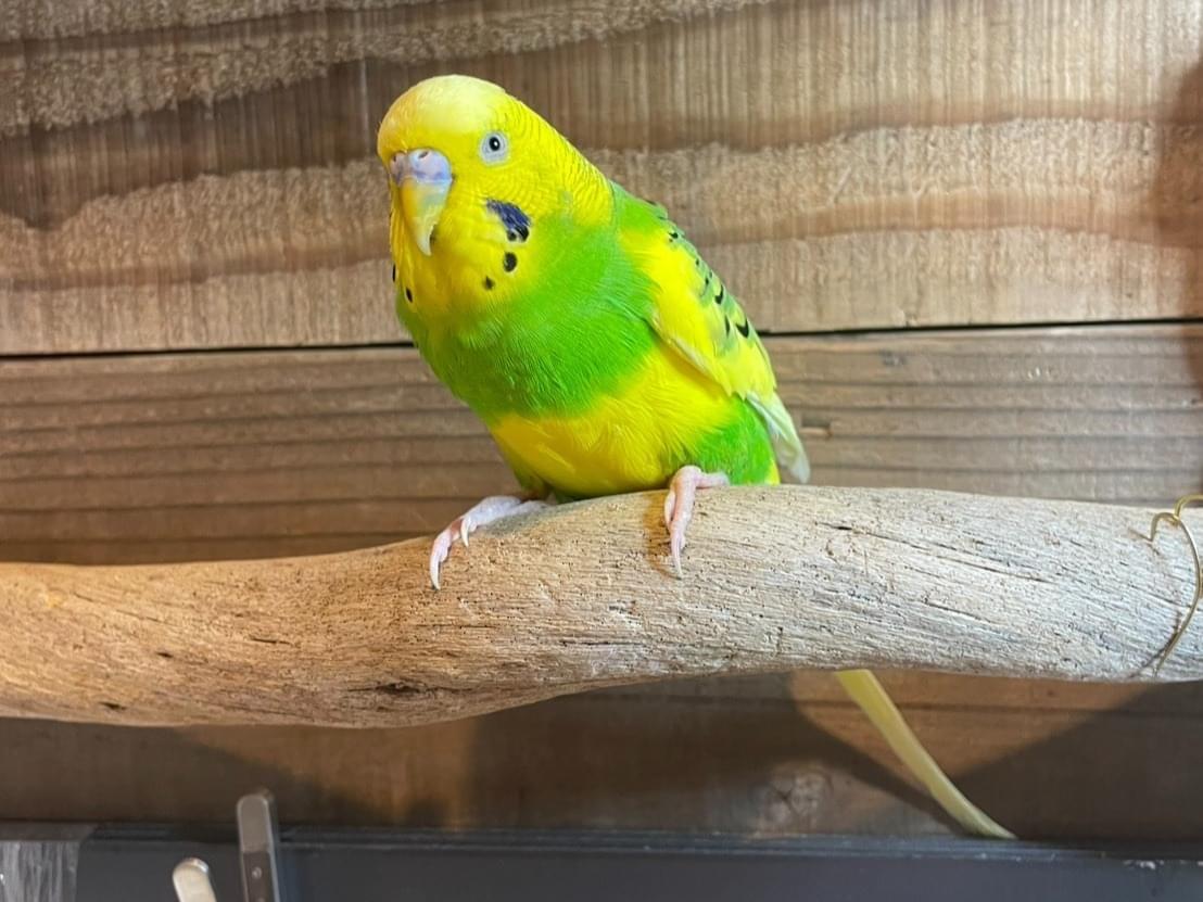 保護された鳥