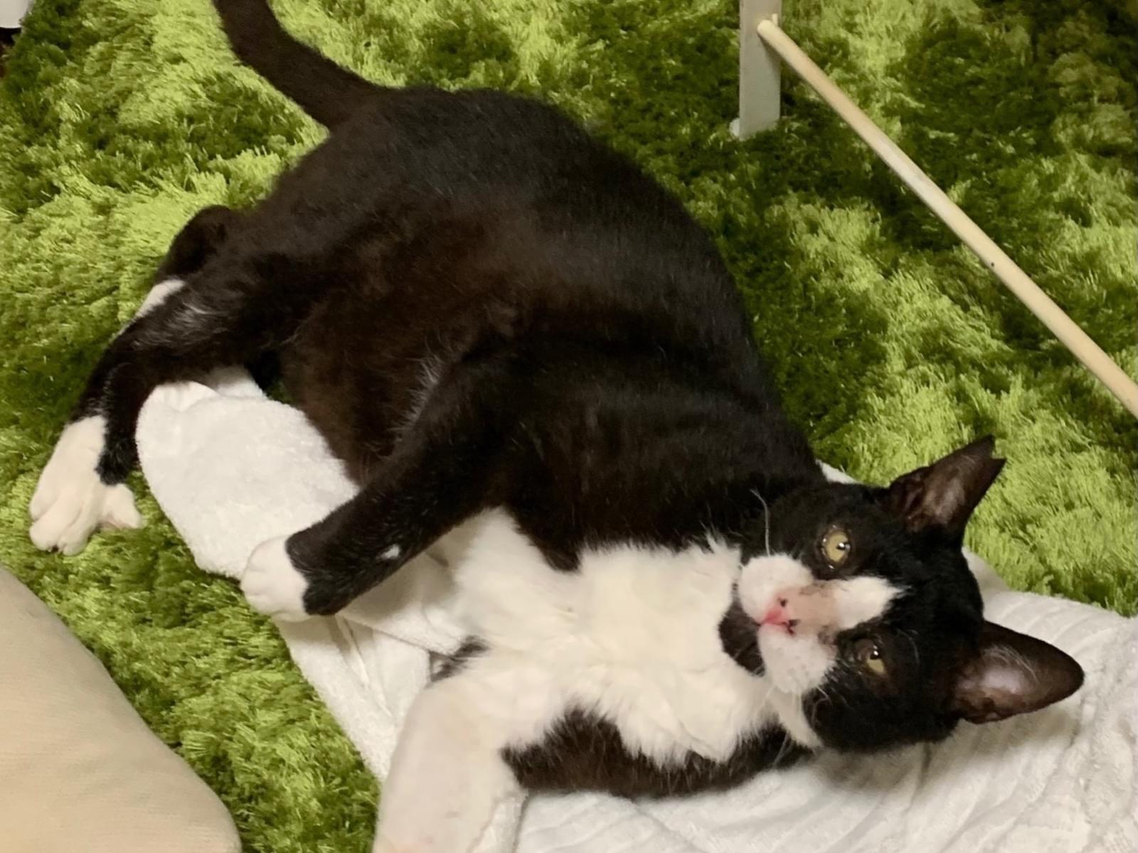 保護された猫 保護された猫