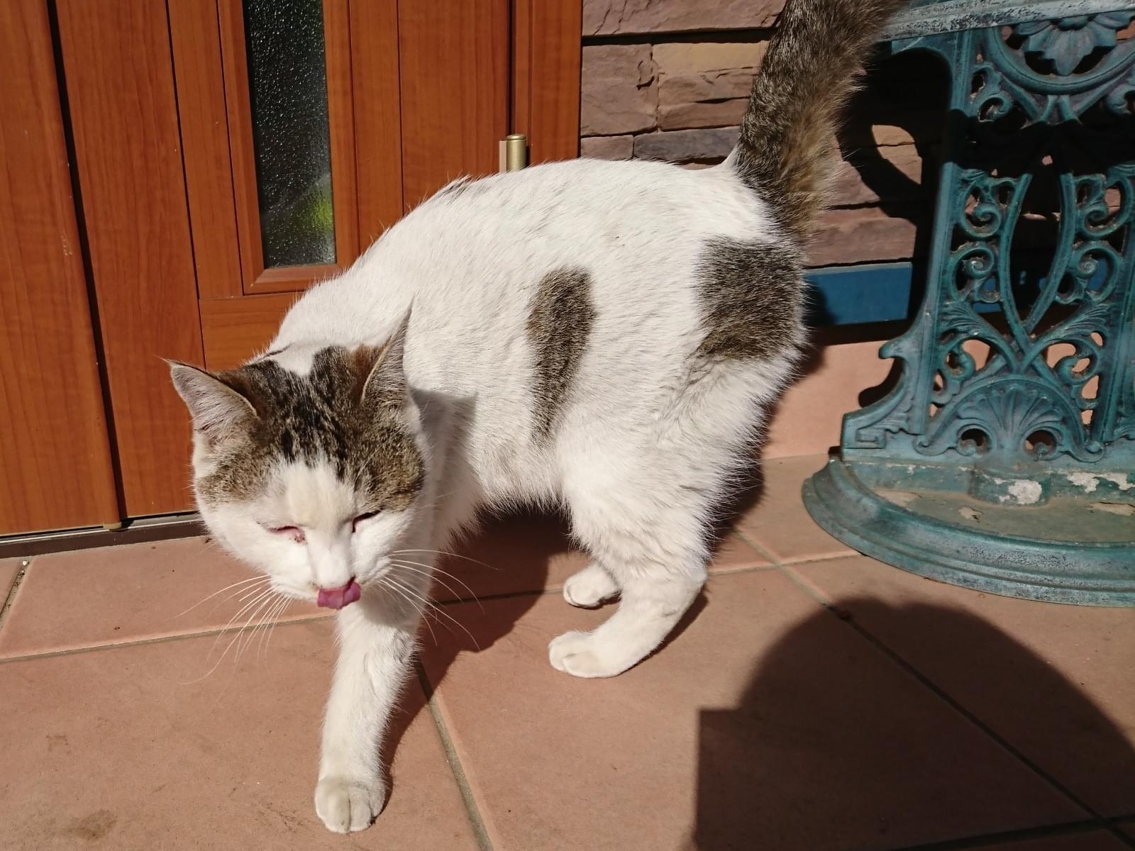 目撃された猫 目撃された猫