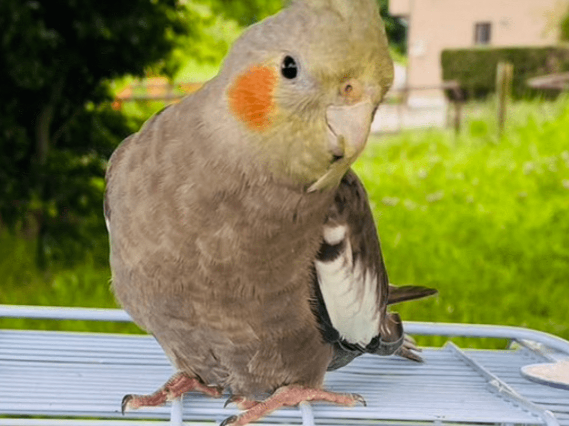 ポポちゃん ポポちゃん
