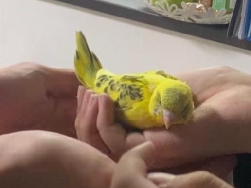 ぴーちゃん ぴーちゃん