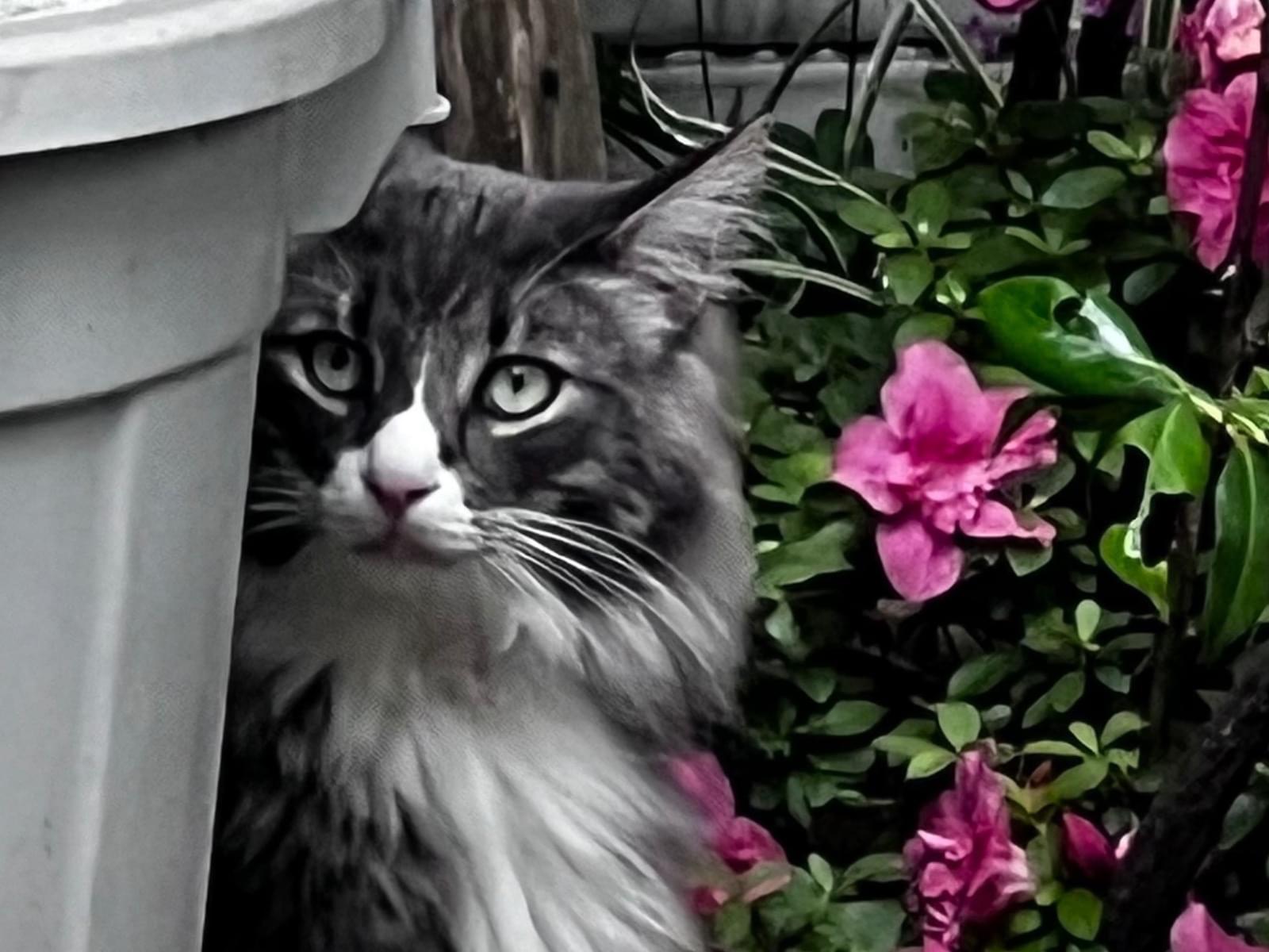 目撃された猫 目撃された猫