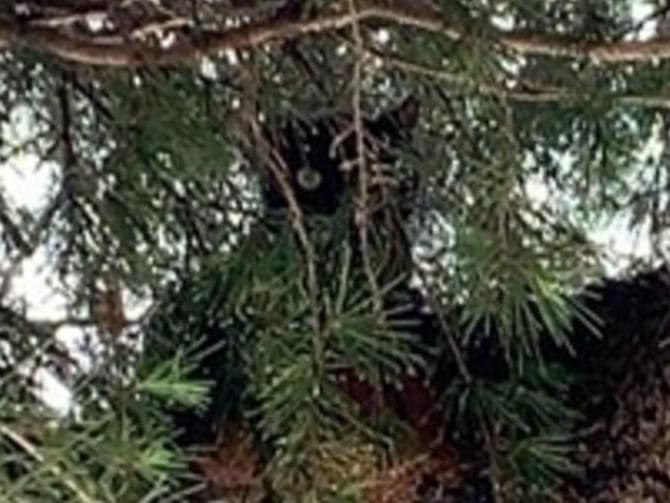目撃された猫 目撃された猫