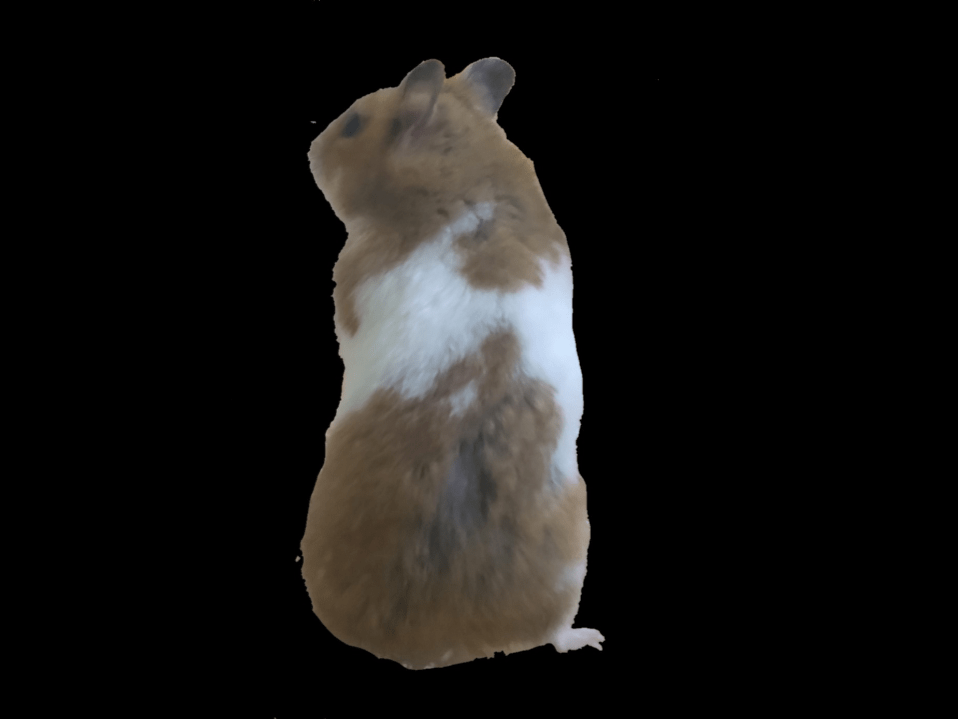 のこのこちゃん のこのこちゃん