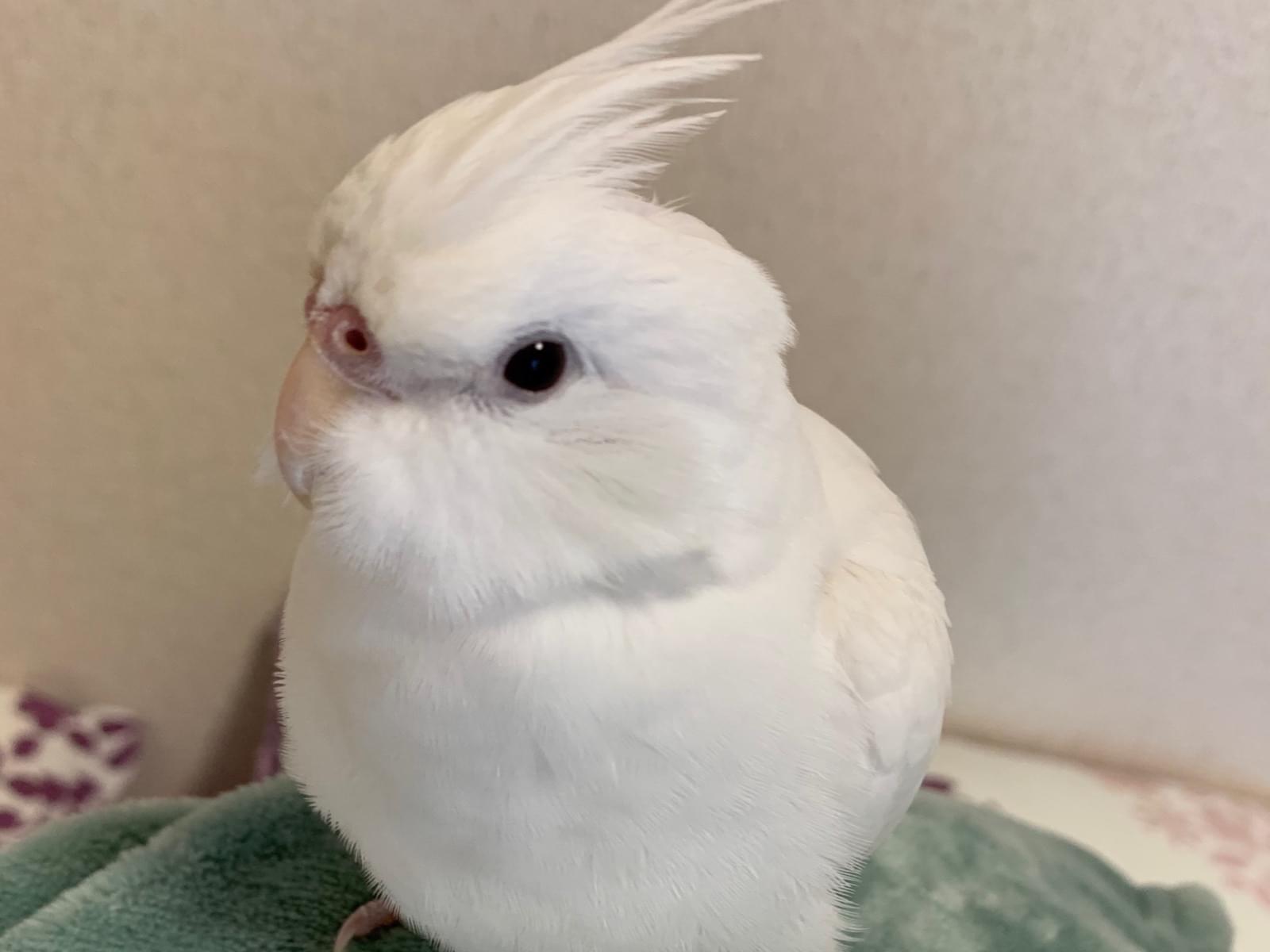 ふくちゃん ふくちゃん