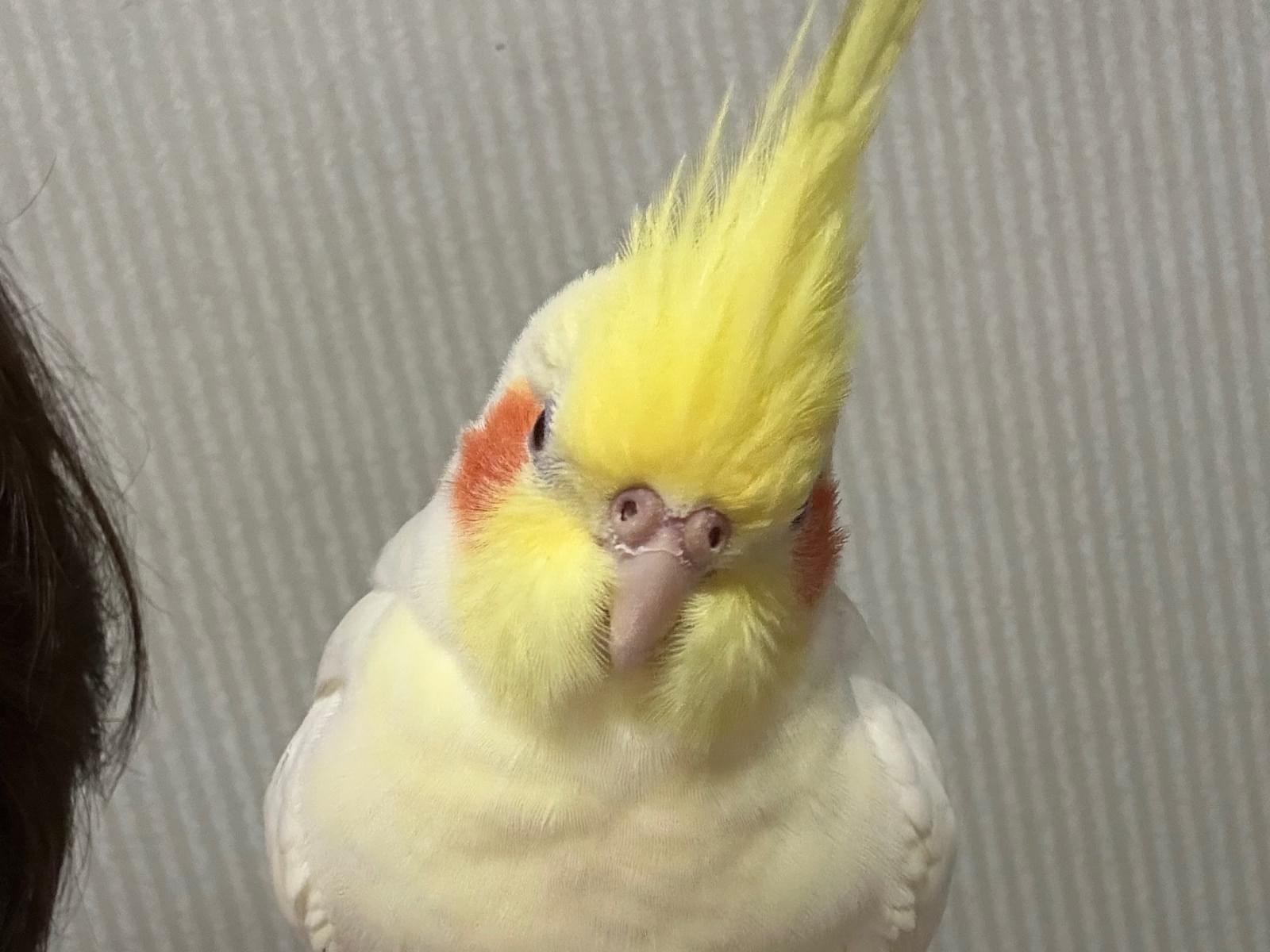 ぴーちゃん ぴーちゃん