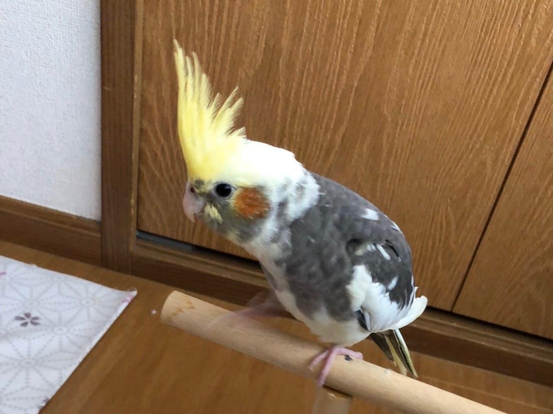 ももちゃん ももちゃん