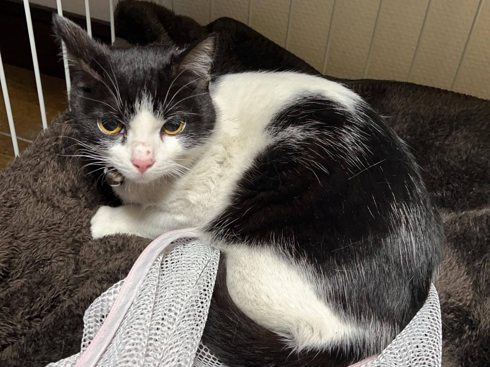 保護された猫 保護された猫