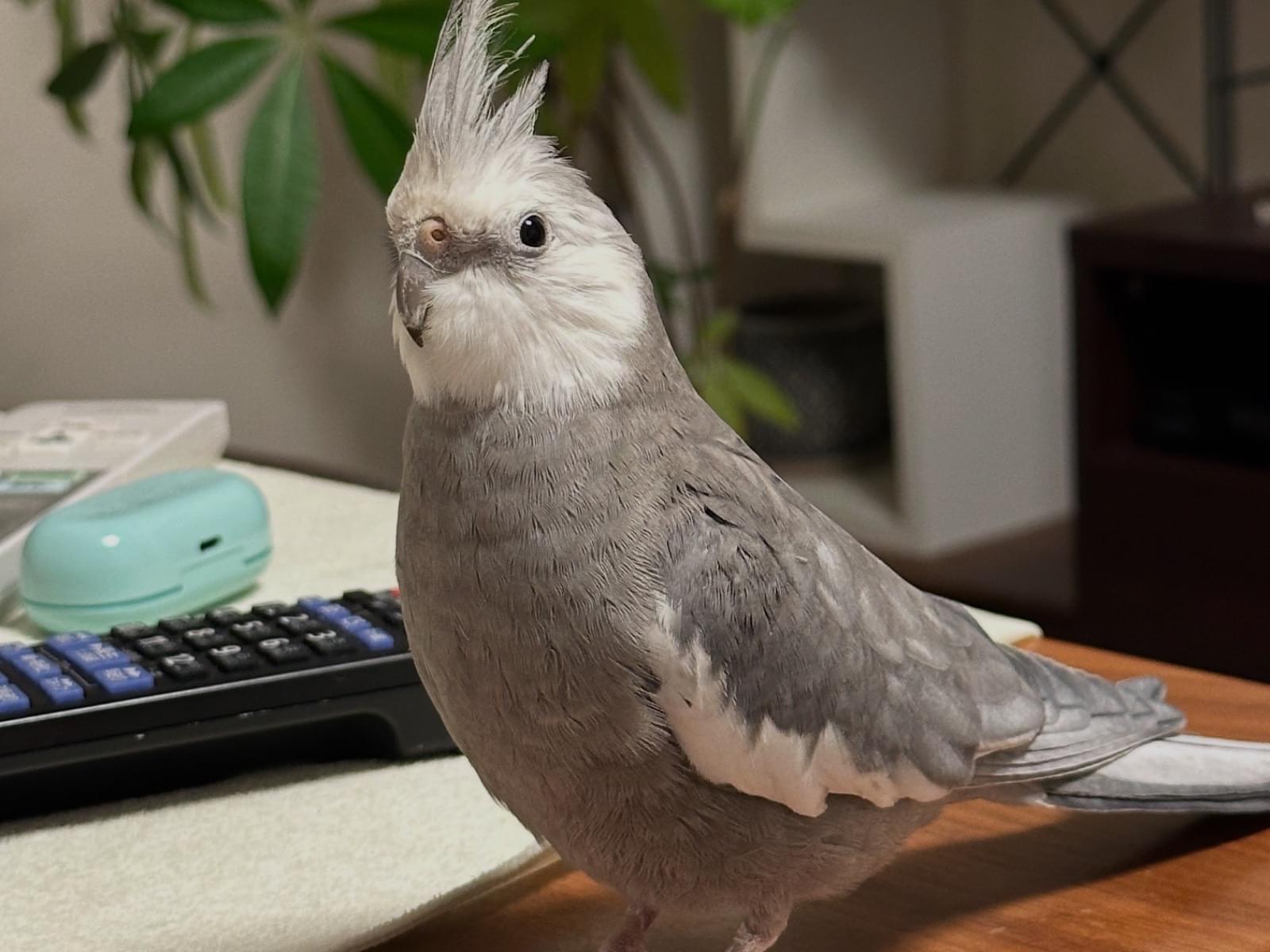 ぎんちゃん ぎんちゃん
