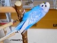 おもちちゃん おもちちゃん