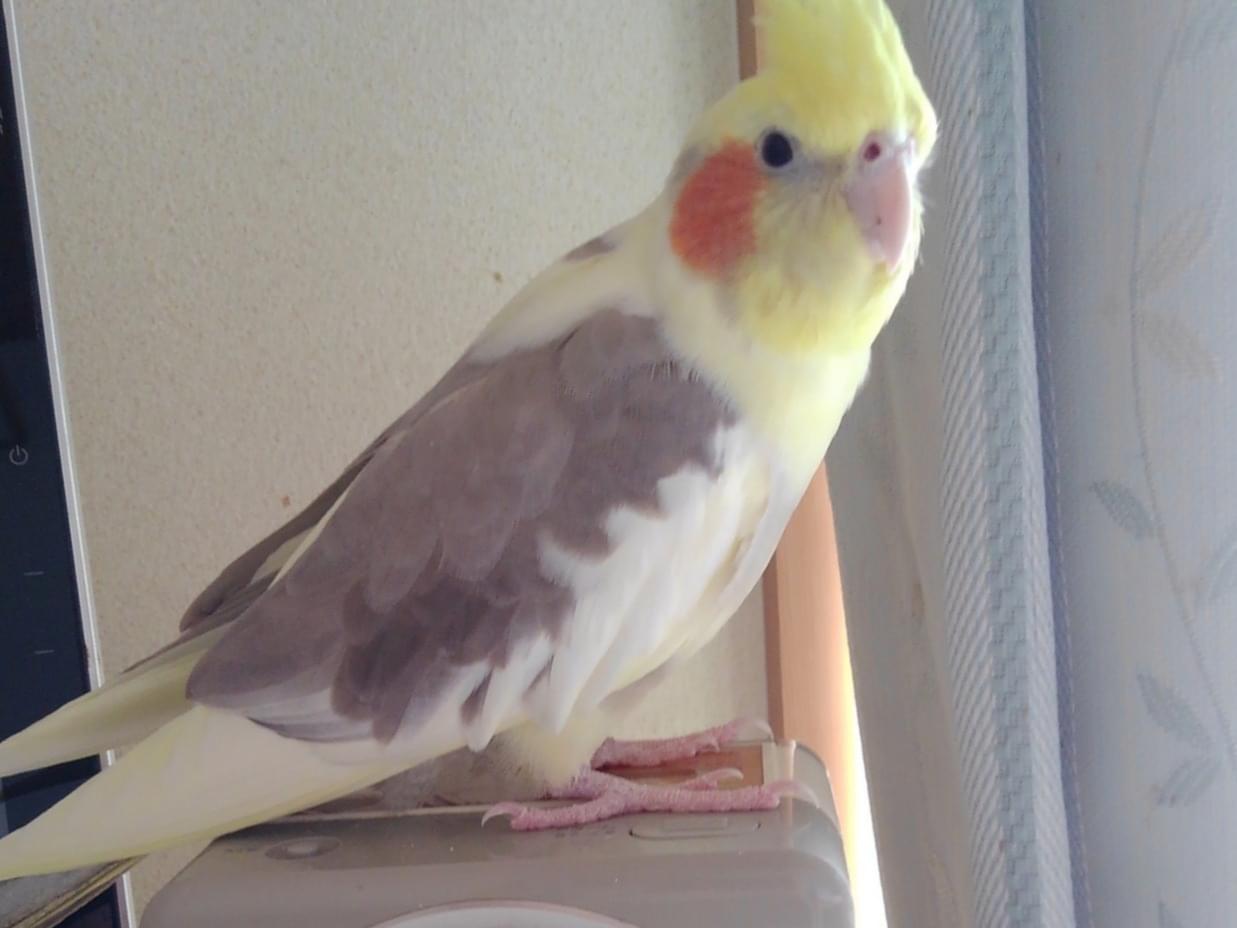 ジローちゃん ジローちゃん