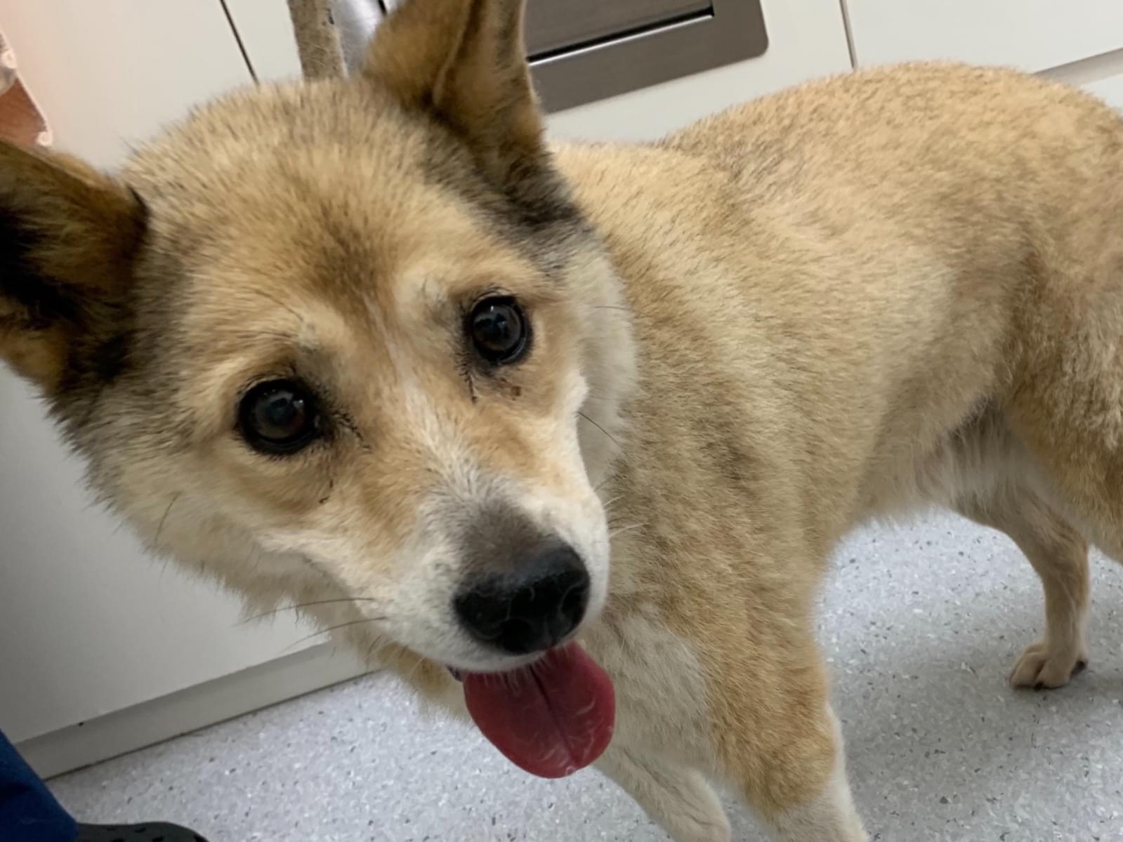 保護された犬 保護された犬