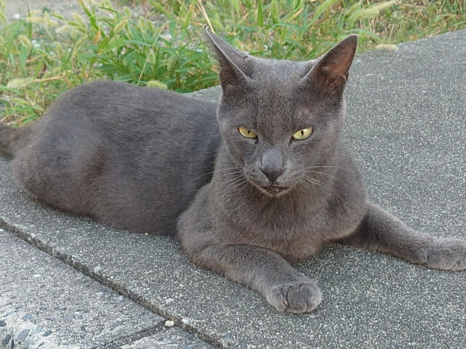 保護された猫 保護された猫