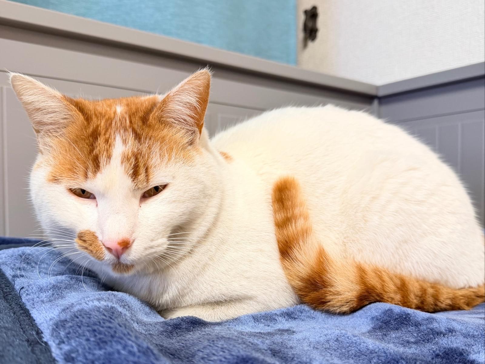 ヴァーシャちゃん ヴァーシャちゃん