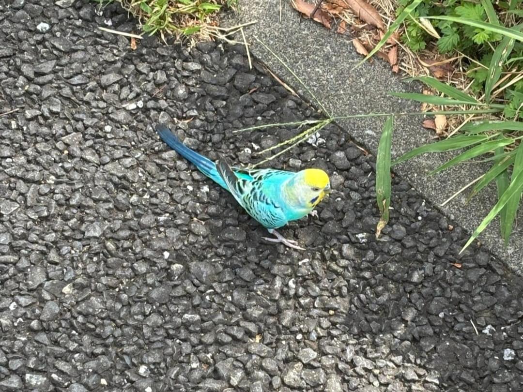 目撃された鳥 目撃された鳥