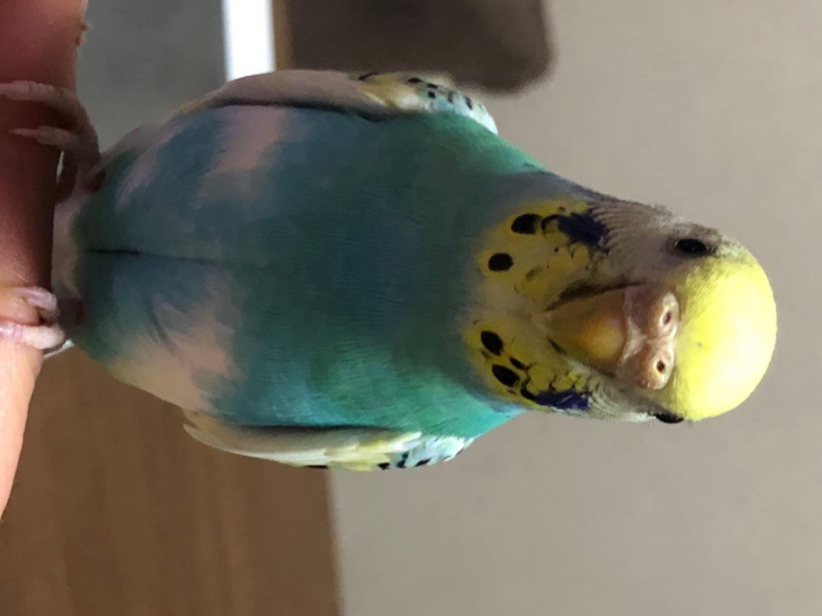 ぴよちゃん ぴよちゃん