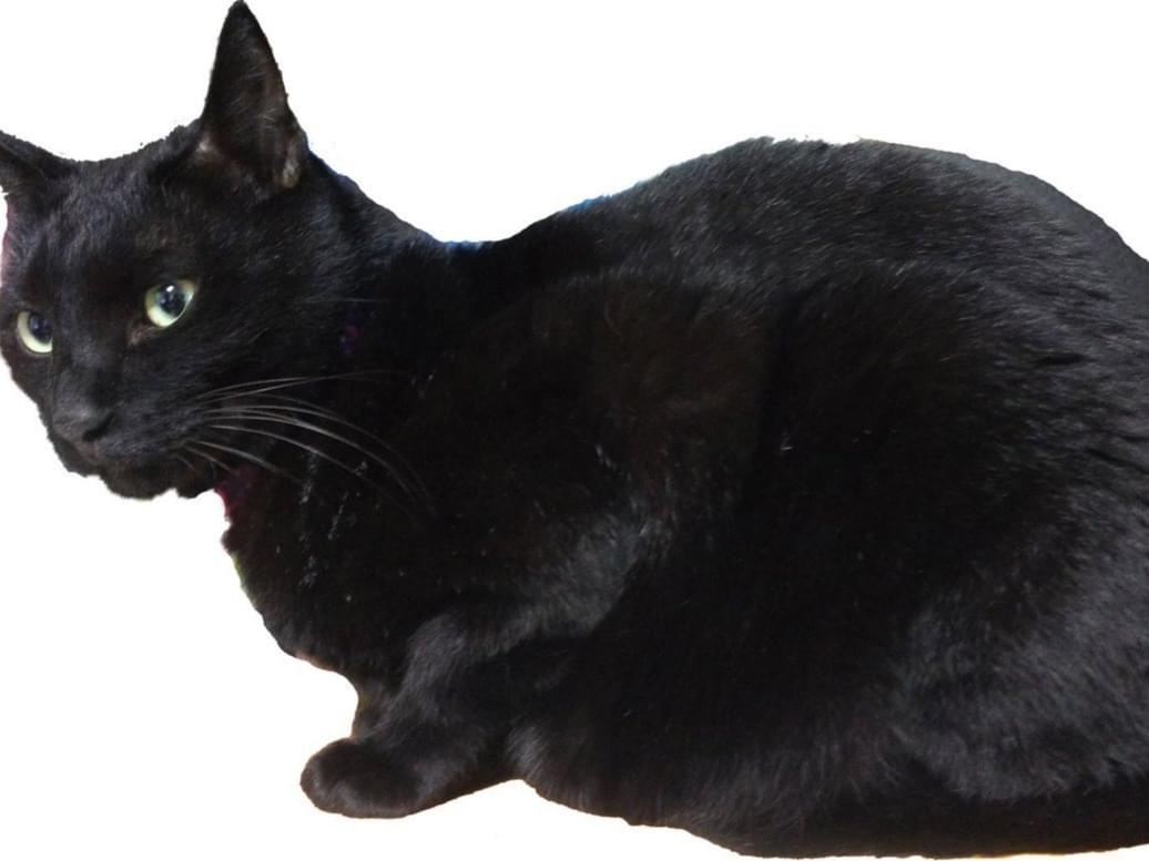 迷子になった猫 迷子になった猫