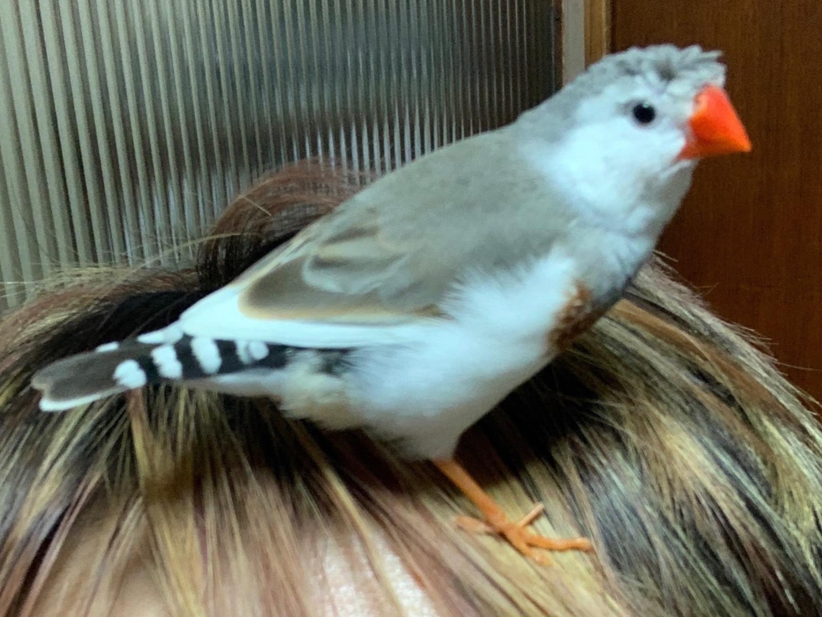 モクモクちゃん モクモクちゃん