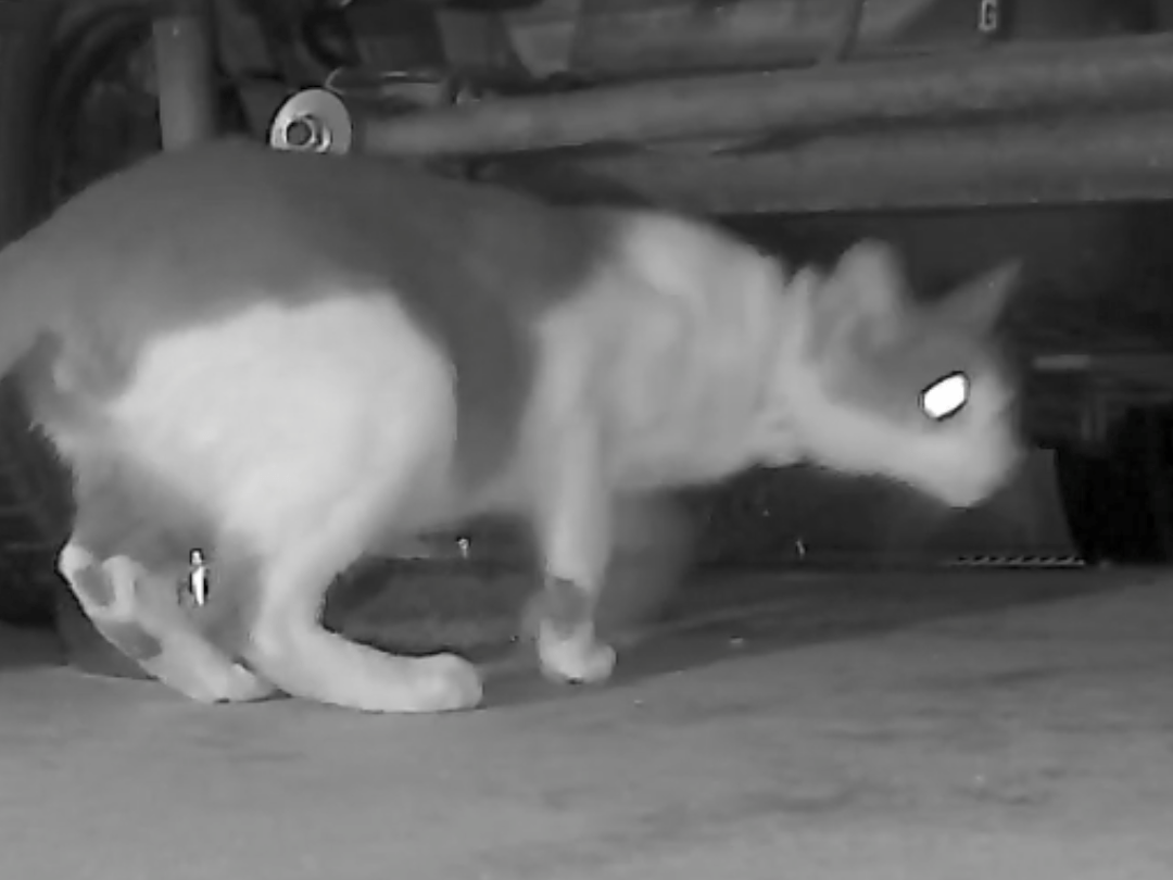 目撃された猫 目撃された猫