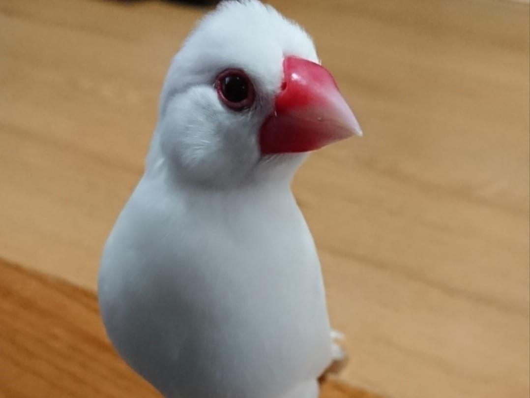 ももちゃん ももちゃん