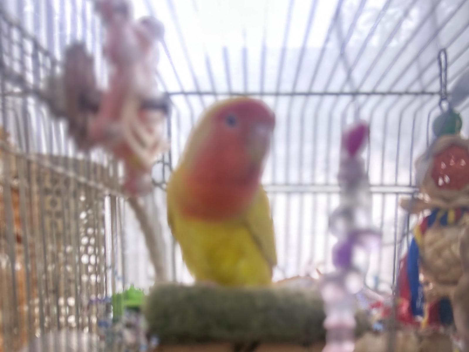 ポピちゃん ポピちゃん