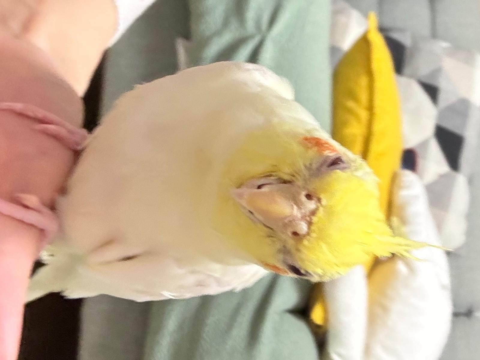 オカメンちゃん