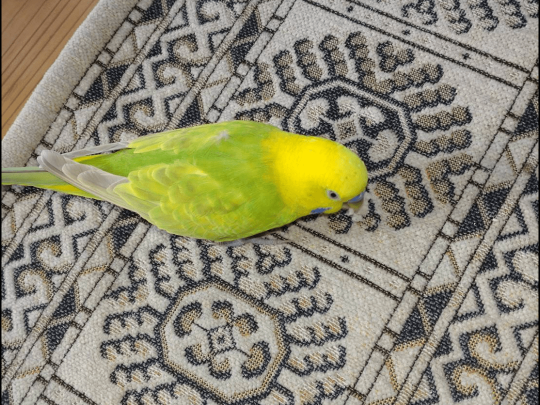 ぴーちゃん ぴーちゃん