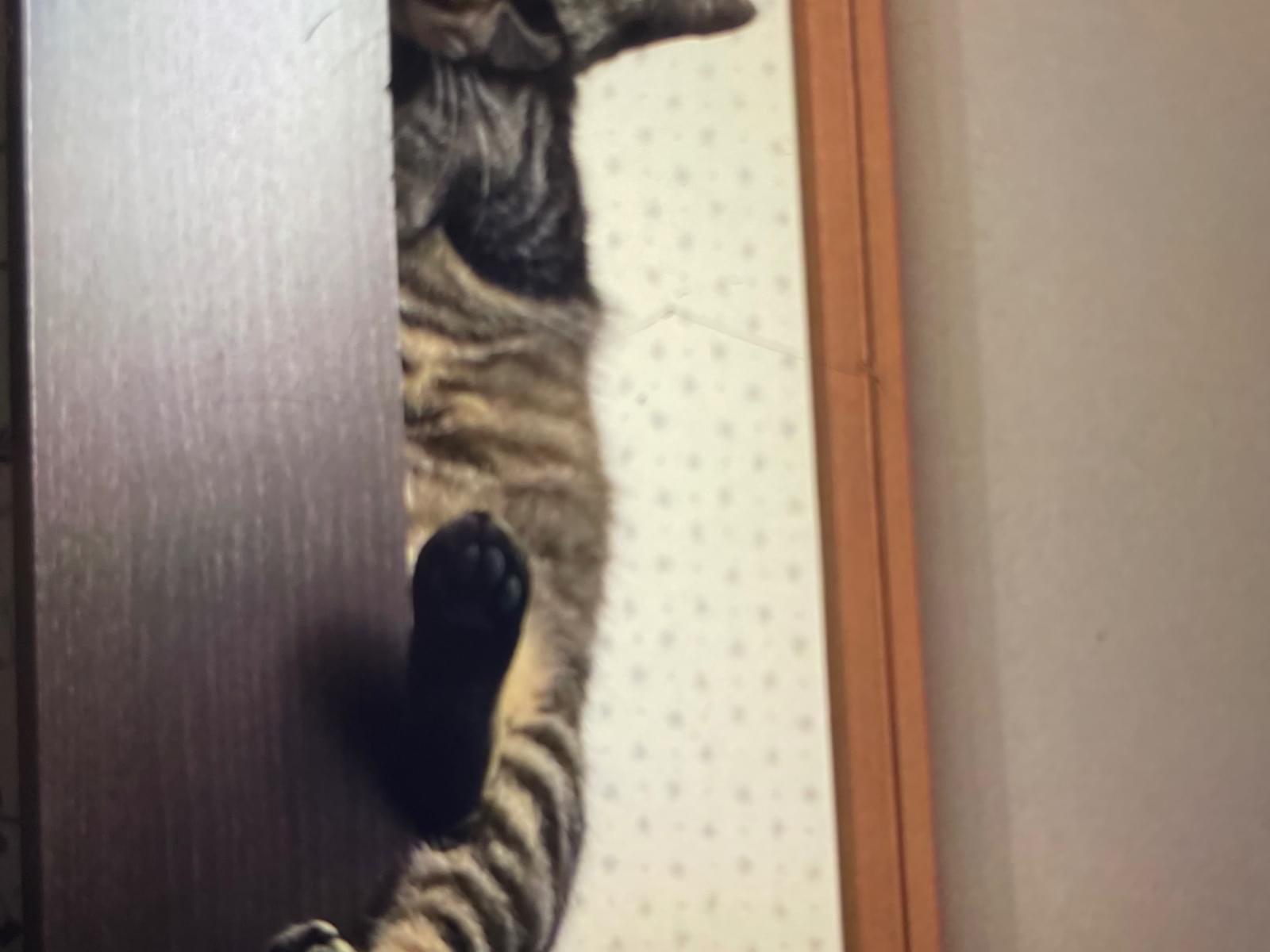 ジナちゃん ジナちゃん