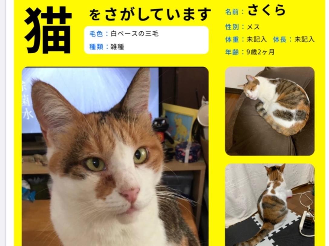 さくらちゃん さくらちゃん