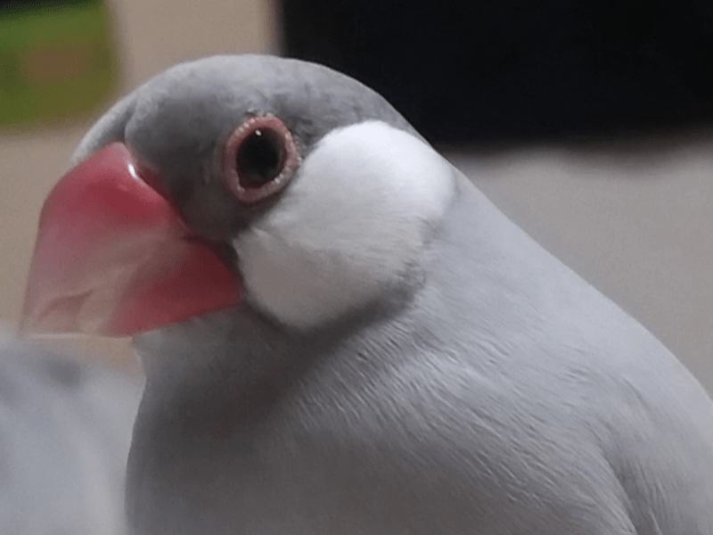 きよちゃん きよちゃん