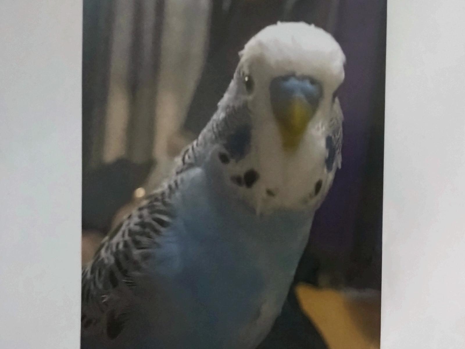 じゃんぼちゃん じゃんぼちゃん