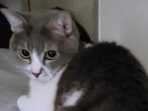 新品未使用　White Cat　袖付　ワンピース　灰色　グレー　猫　薔薇　七分丈 新品未使用 White Cat 袖付 ワンピース 灰色 グレー 猫 薔薇 七分丈