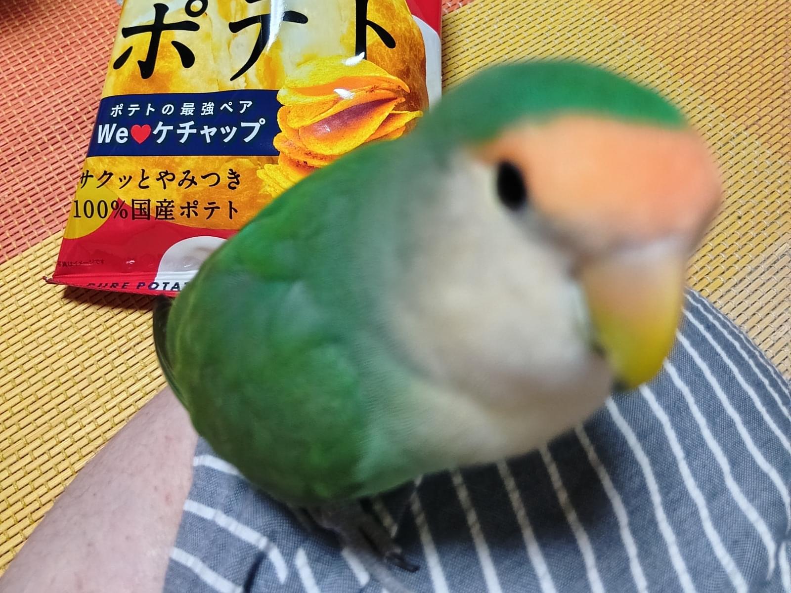 みどちゃん みどちゃん