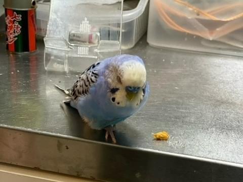 ロリーちゃん ロリーちゃん