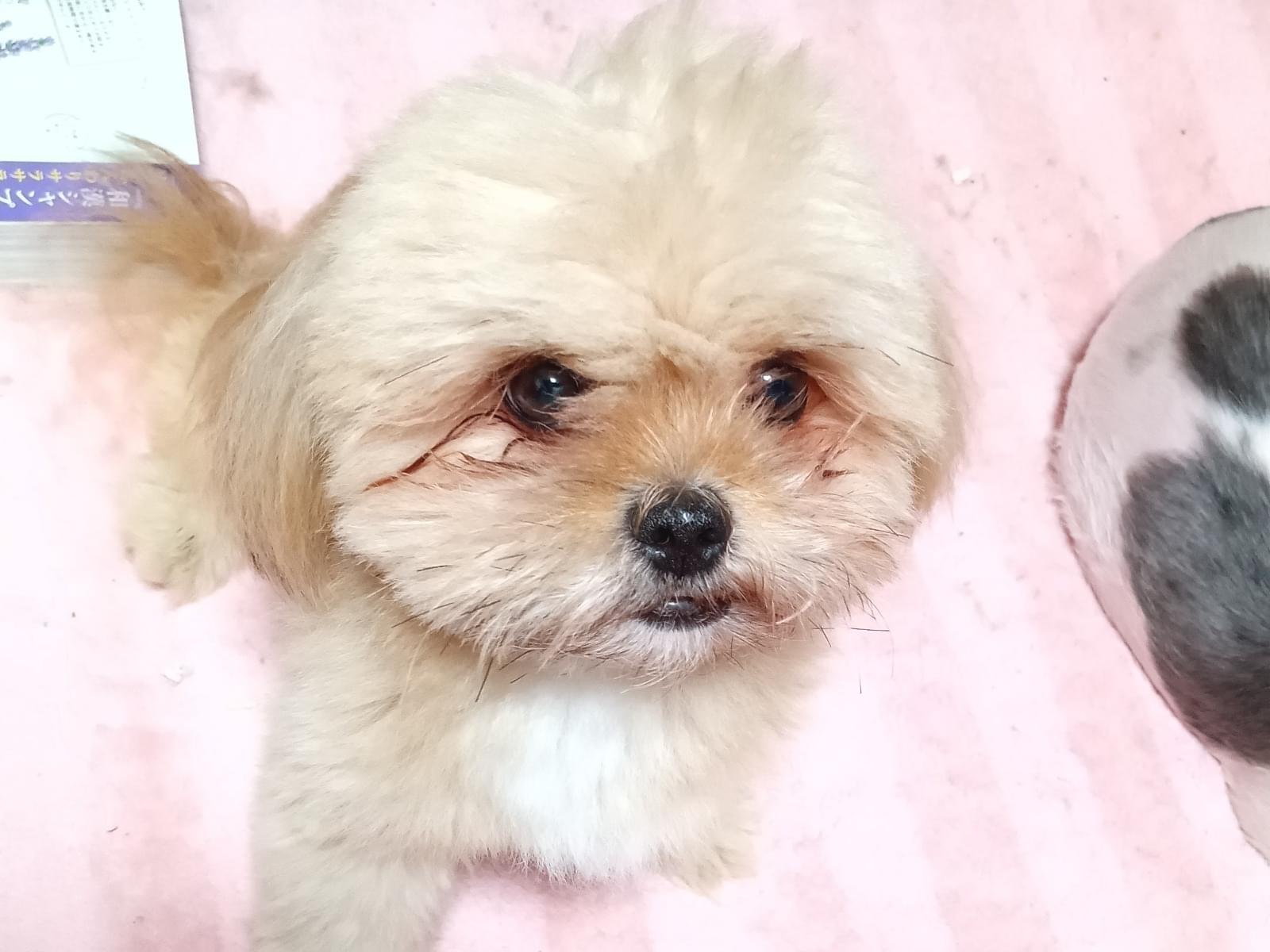 ソラちゃん ソラちゃん